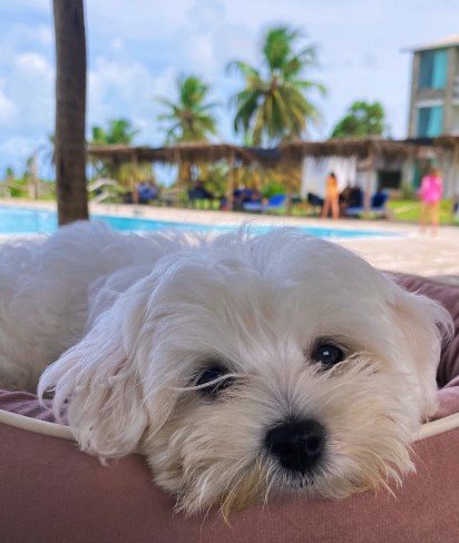 Cachorro hospedado no Ecoprivillege Hotel, à beira da piscina, em Pacatuba-SE